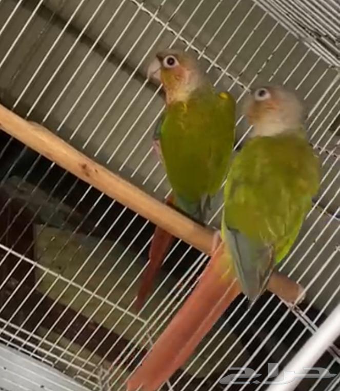 Pineapple Senior Pair Condition Product64527927796611110