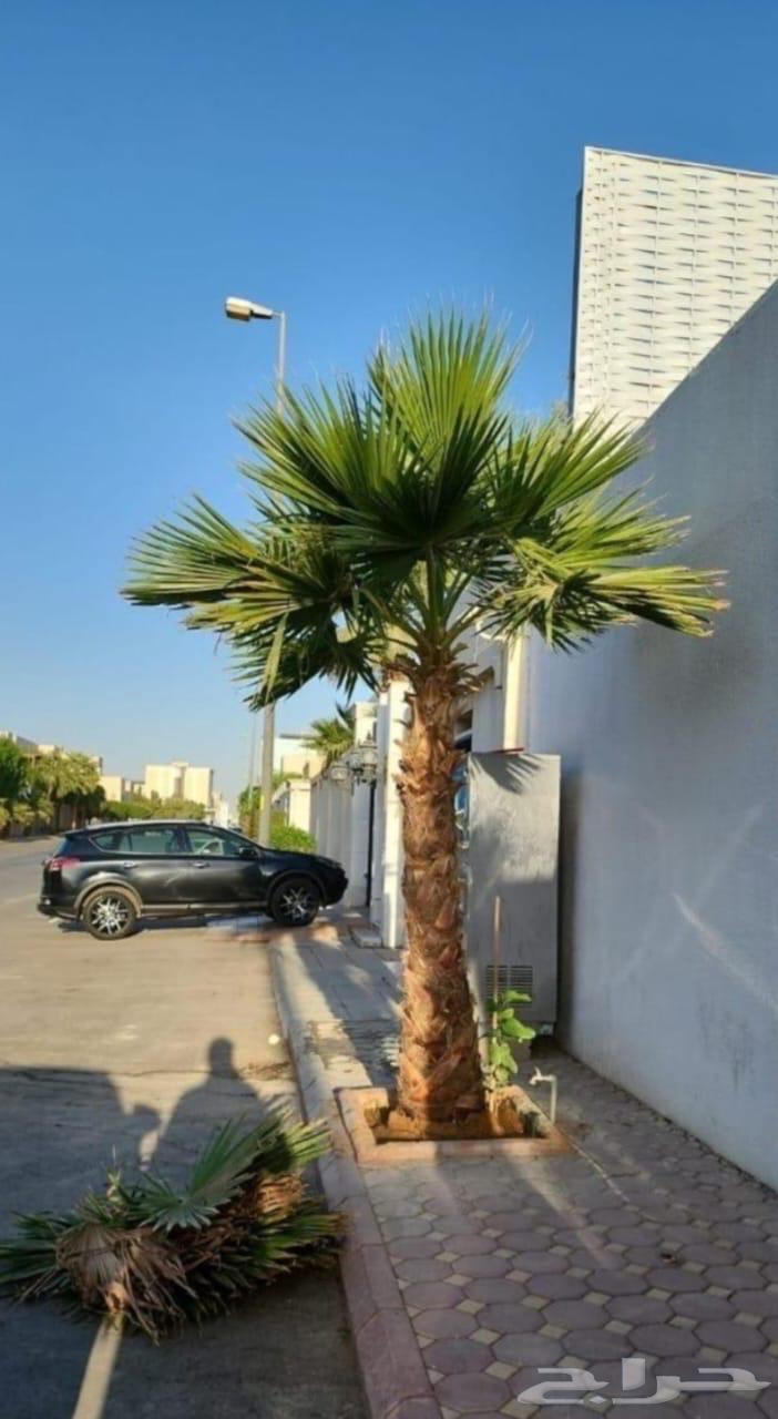 نخل طبيعي وواشنطن زينه64534457152129110