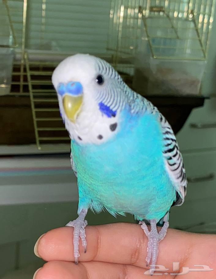 طير بادجي للبيع64534999500673111