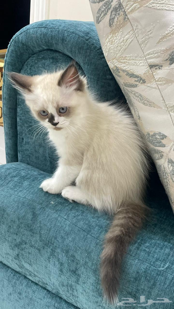 قط ذكر راغدول للبيع64528593784193114