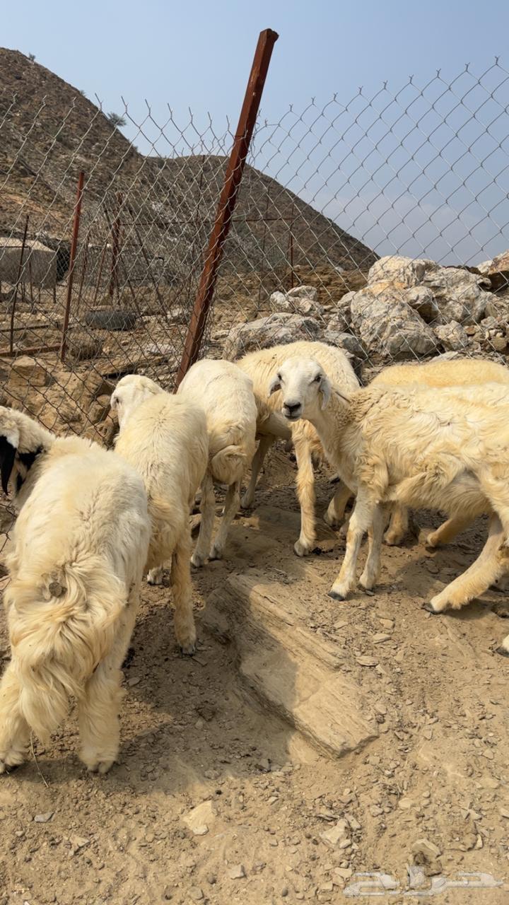 طليان و رخال64533592289923110