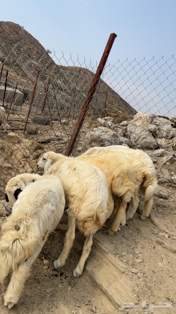 طليان و رخال64533592289923114