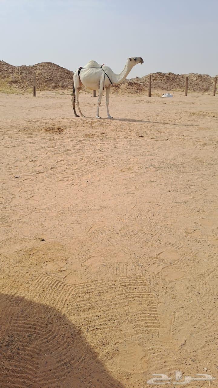 Rare Offer: Khalifa, Ramaniyah, Hadra, Hawara, Kaffu64534747586690110