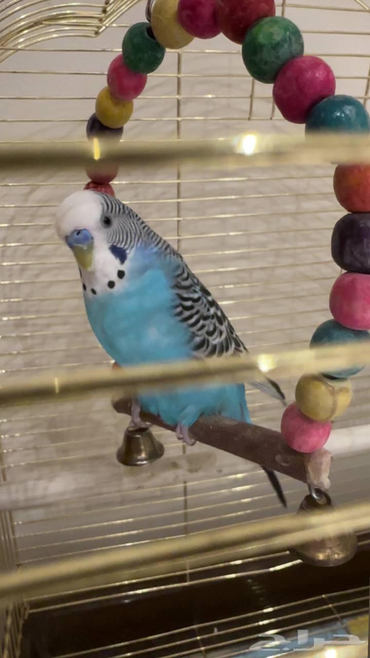 طير بادجي للبيع64534999500673110