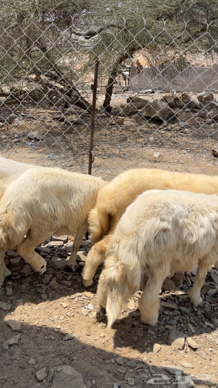 طليان و رخال64533592289923113