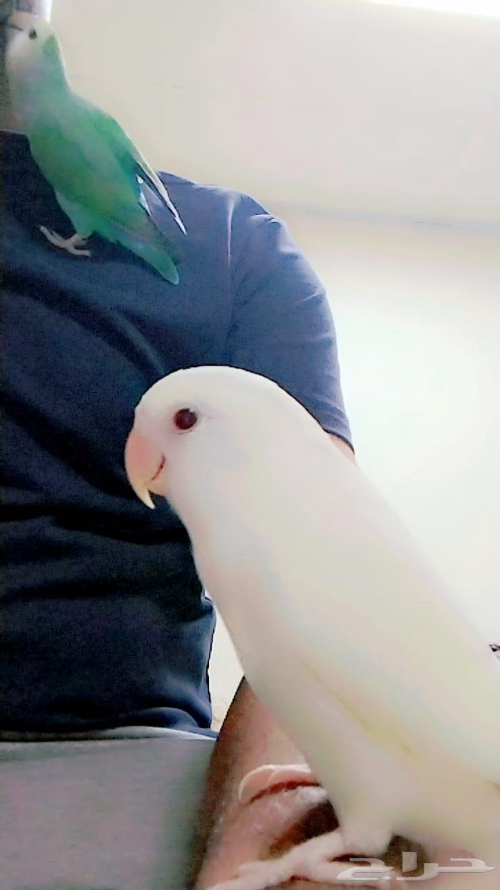 Chirping Birds64530303940739110