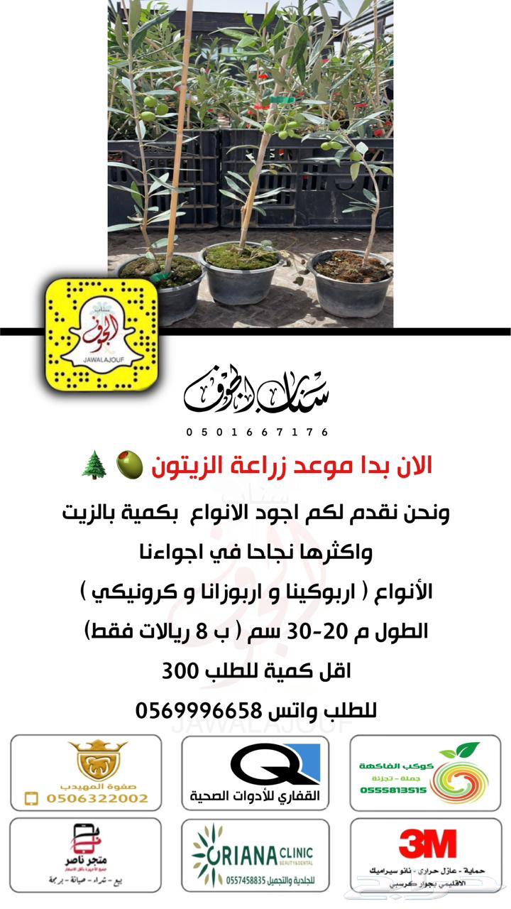بدأ موسم زراعة الزيتون ومتوفر لدينا شتلات64533930279937110