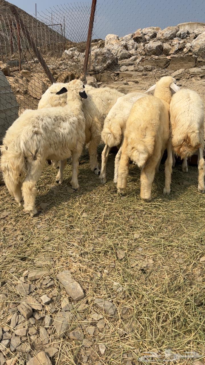 طليان و رخال64533592289923111