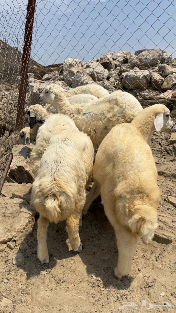 طليان و رخال64533592289923112