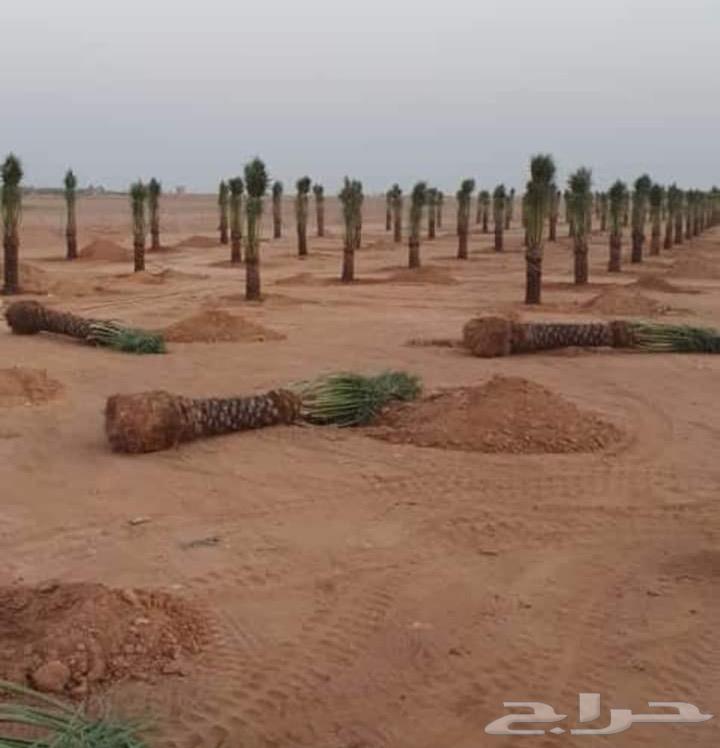 نخل طبيعي وواشنطن زينه64534457152129114