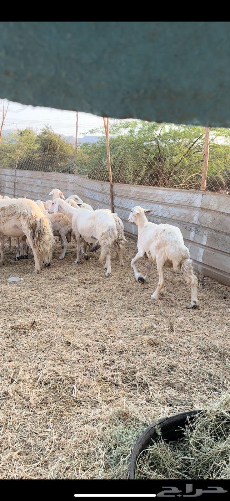 تم البيع64532128272002111