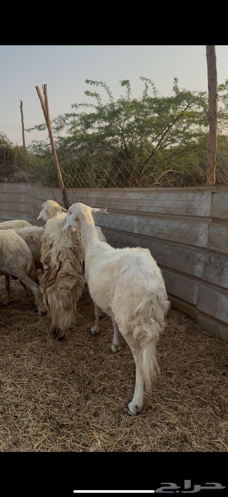 تم البيع64532128272002110