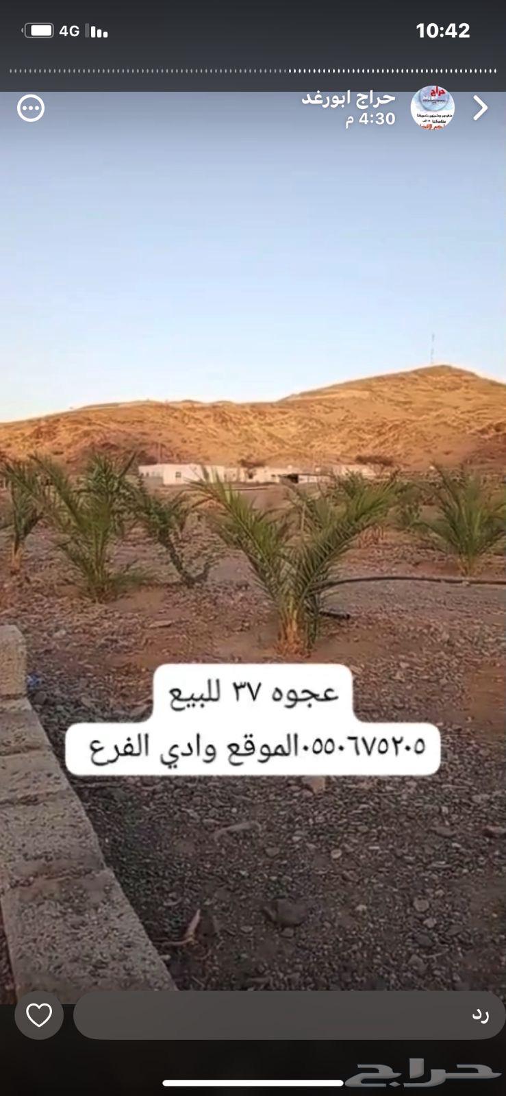 عجوه نكايس للبيع64533105021443110