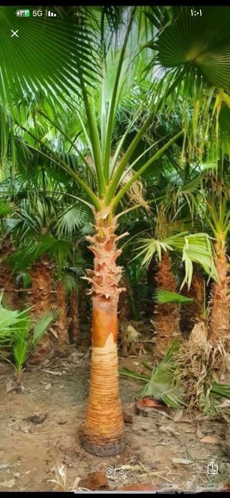 نخل طبيعي وواشنطن زينه64534457152129113