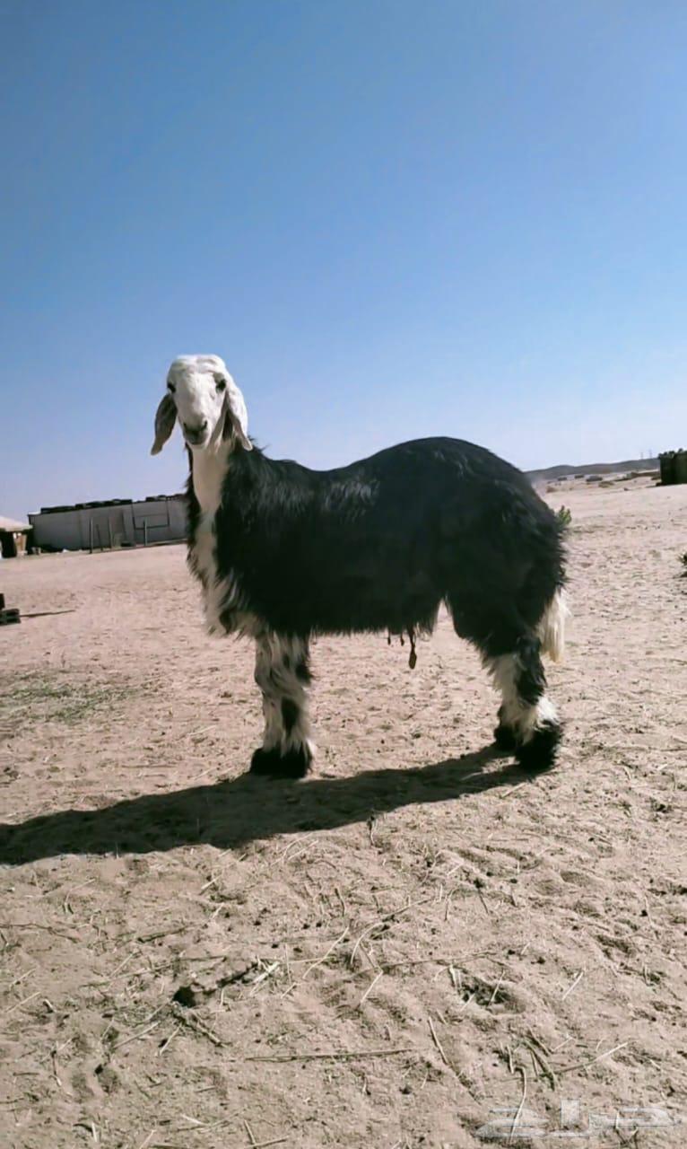 خروف نجدي شرط طعم ونظافه ناهي64529179219459111