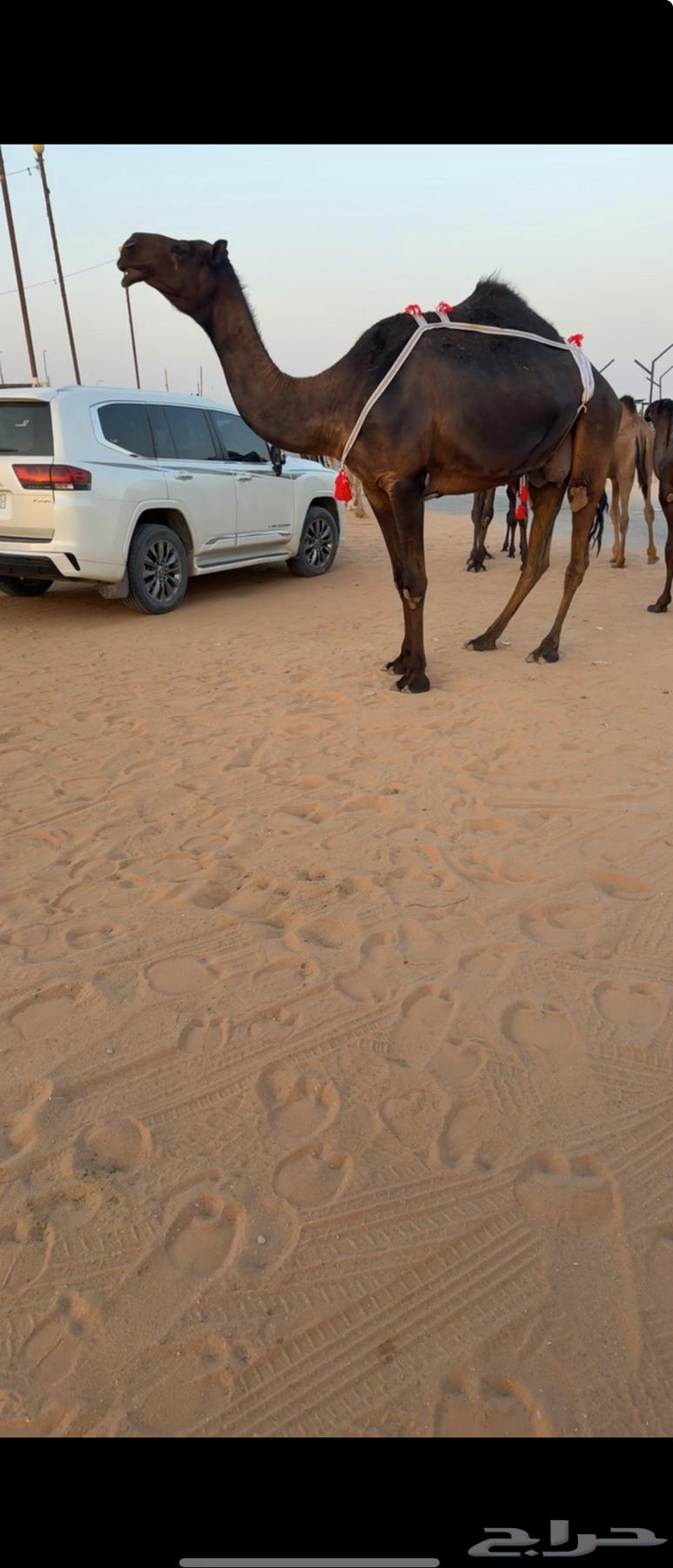 For sale, good quality breeding cows and heifers with high productivity64528921961730110