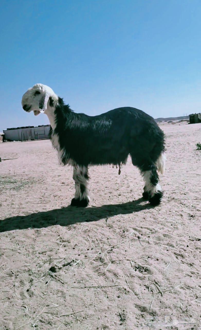 خروف نجدي شرط طعم ونظافه ناهي64529179219459110