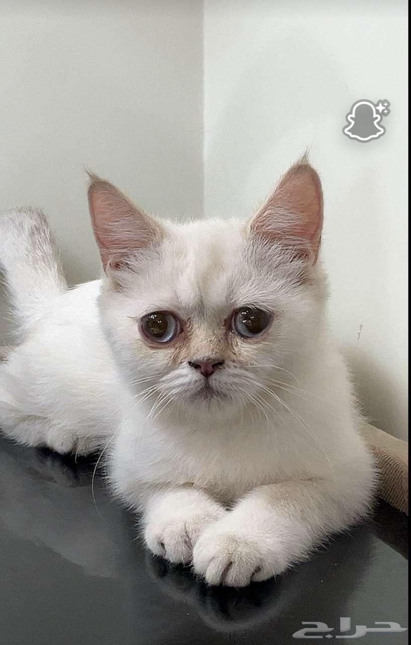 قطط للبيع64527642173442114