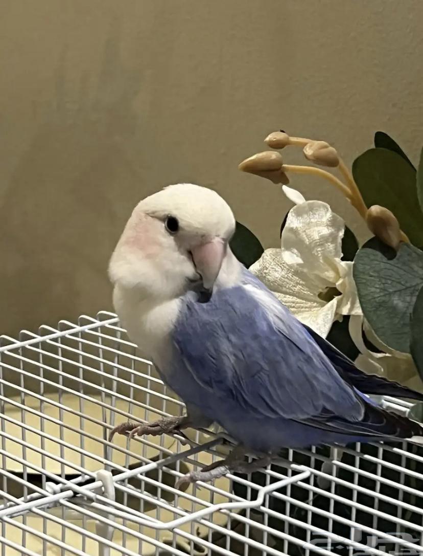 طير روز انثى للبيع64532297383809110