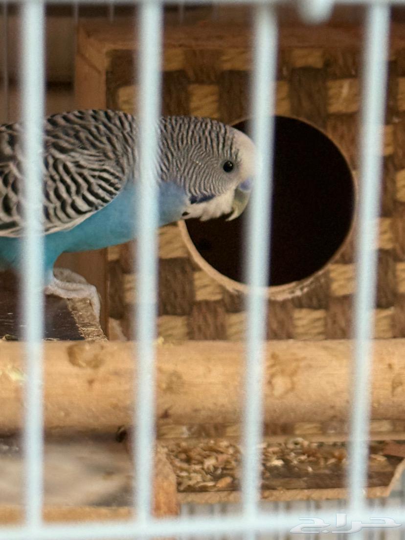 طيور الباجا ل البيع السعر 180 بغراضها كلها64531407000322111