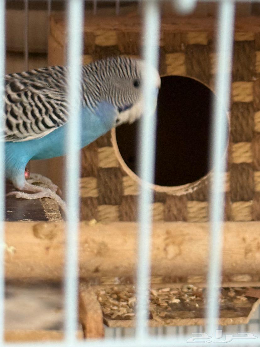 طيور الباجا ل البيع السعر 180 بغراضها كلها64531407000322112