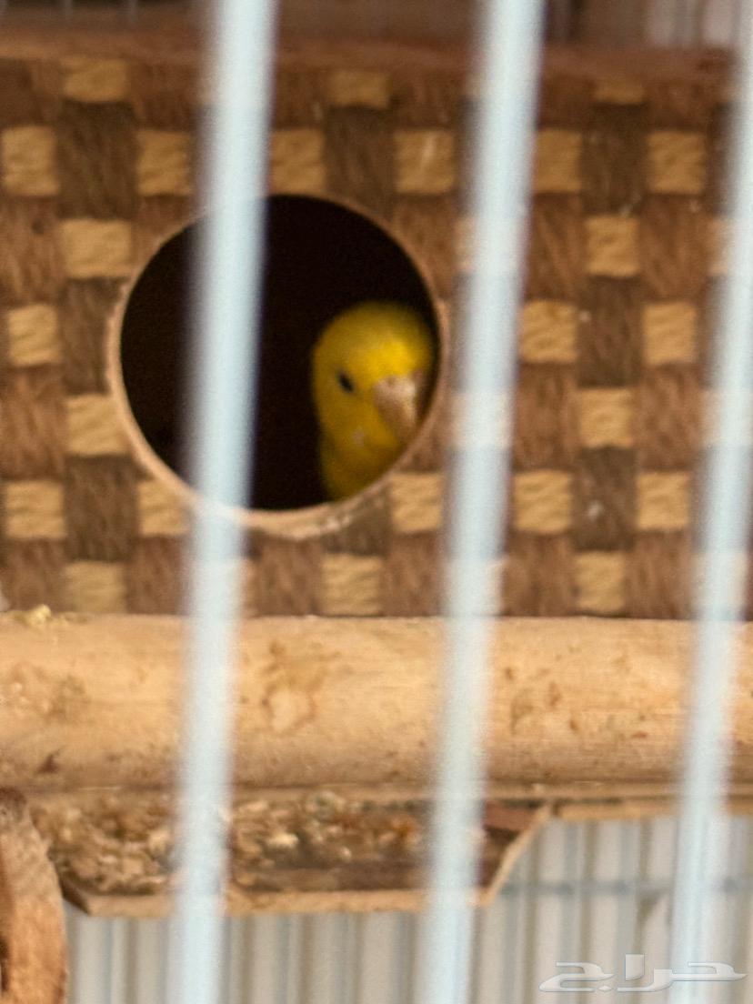 طيور الباجا ل البيع السعر 180 بغراضها كلها64531407000322113