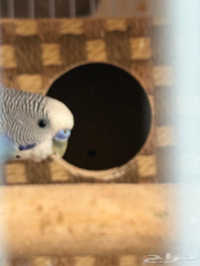 طيور الباجا ل البيع السعر 180 بغراضها كلها64531407000322114