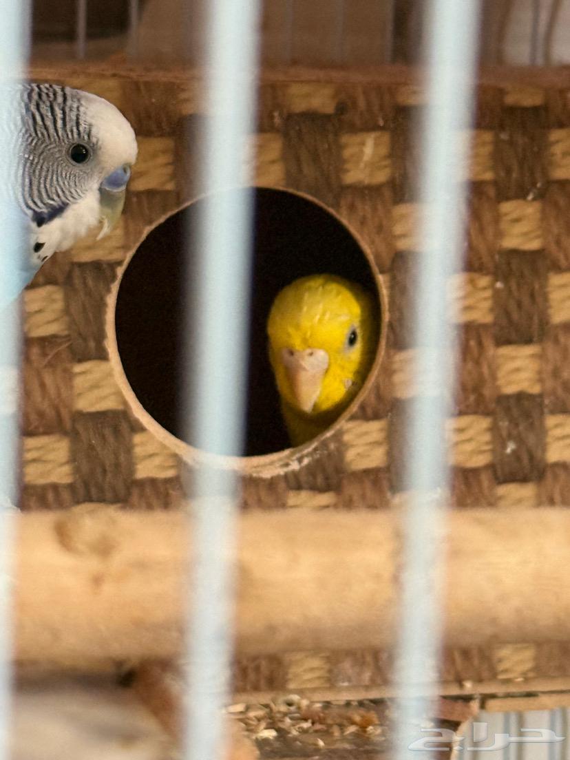 طيور الباجا ل البيع السعر 180 بغراضها كلها64531407000322110