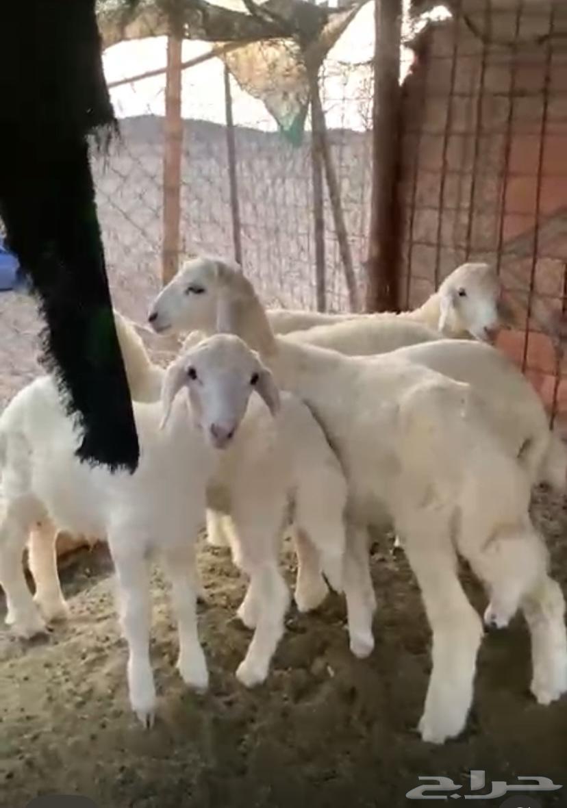 بهم للبيع طليان64530585831169111