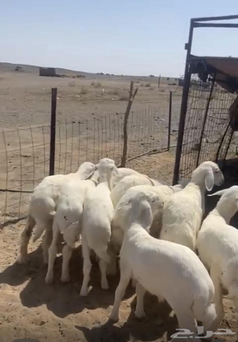 For sale, sheep and one ram that has not been to markets or elsewhere64529562348291113