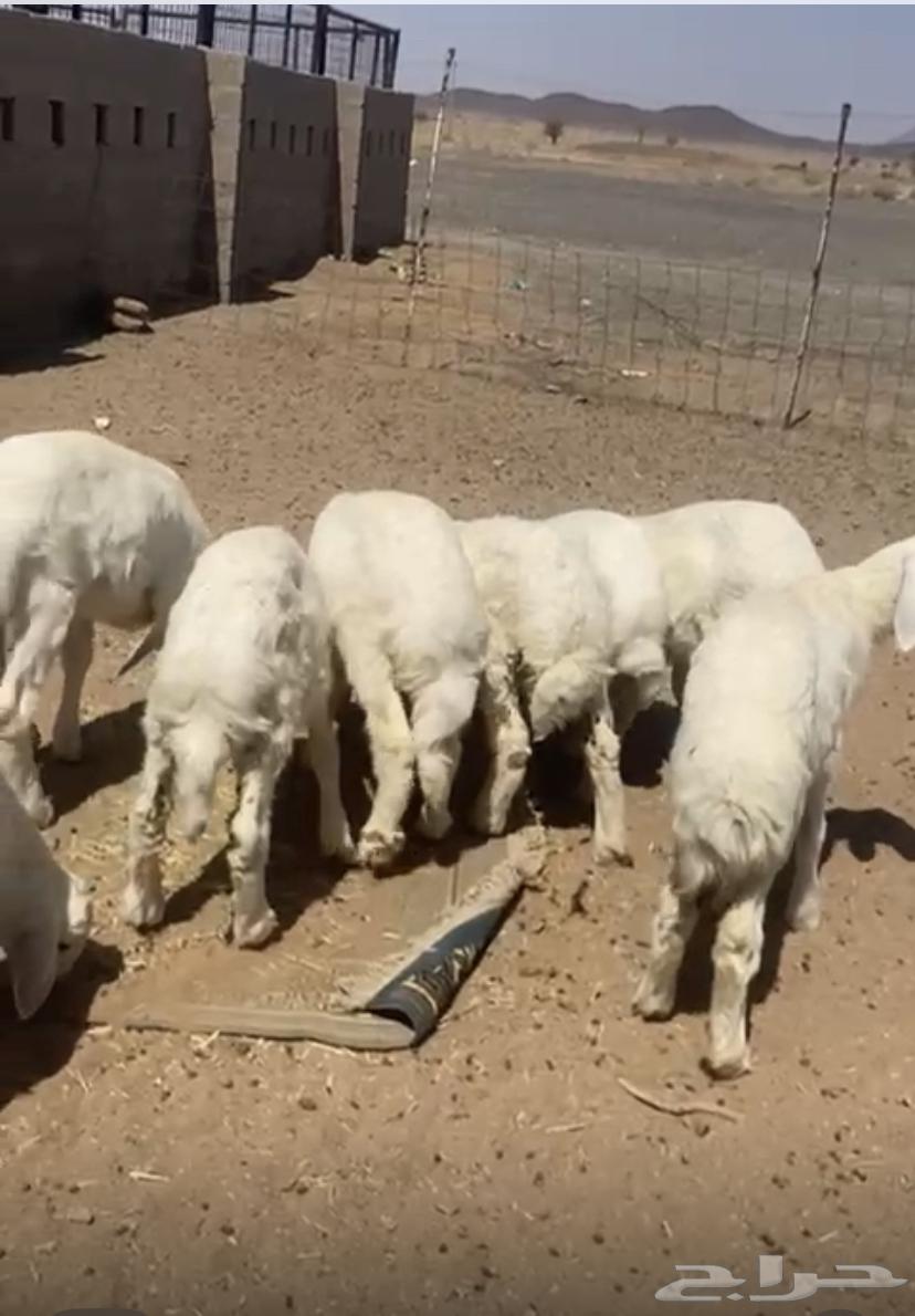 For sale, sheep and one ram that has not been to markets or elsewhere64529562348291110