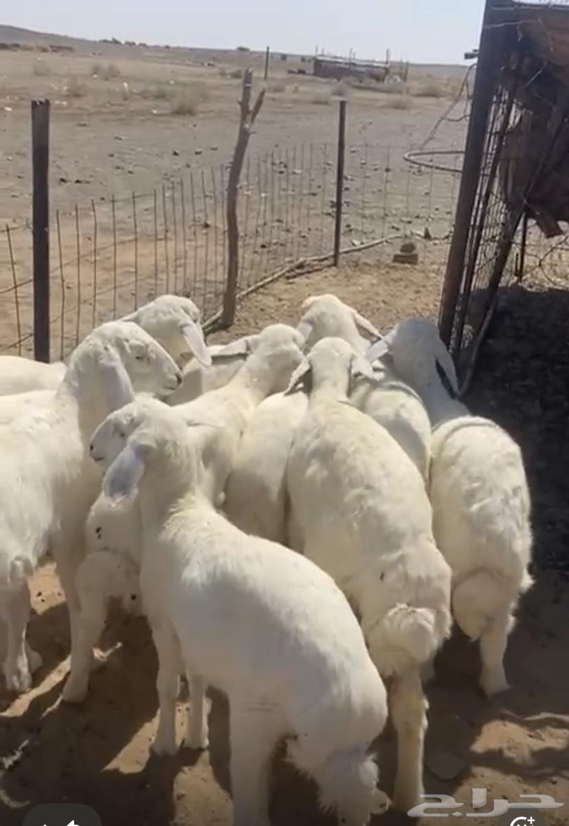 For sale, sheep and one ram that has not been to markets or elsewhere64529562348291112