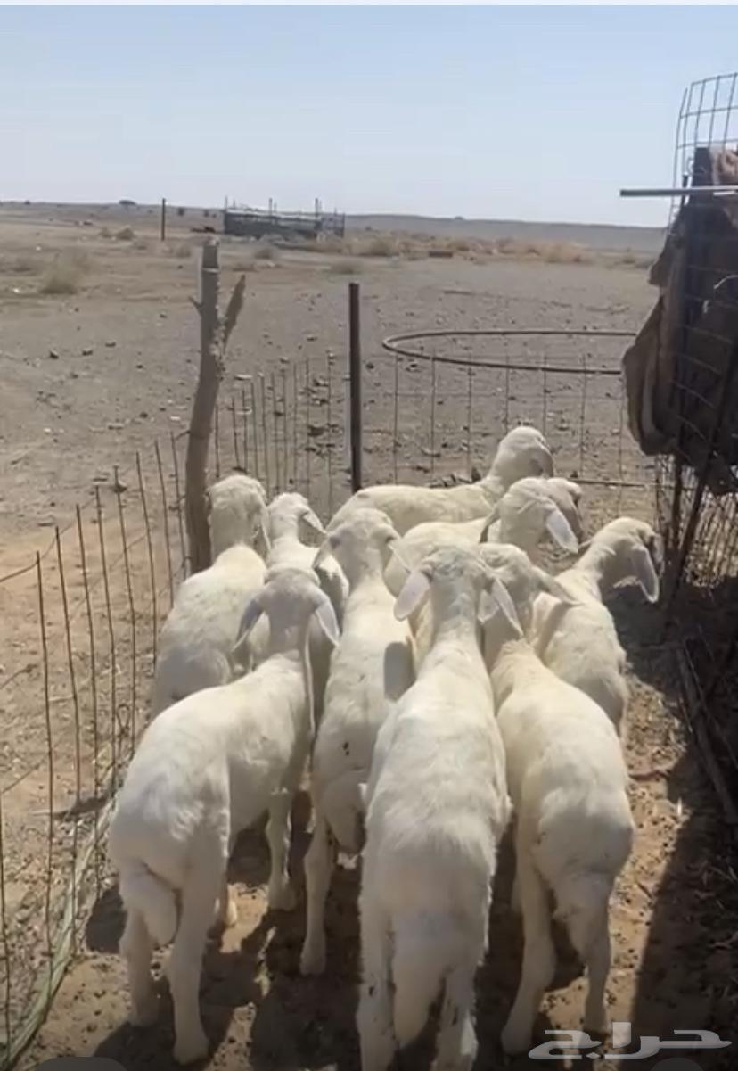 For sale, sheep and one ram that has not been to markets or elsewhere64529562348291111