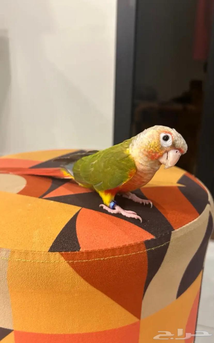 Pineapple kitten, very gentle and threatened with sale64534929226626111