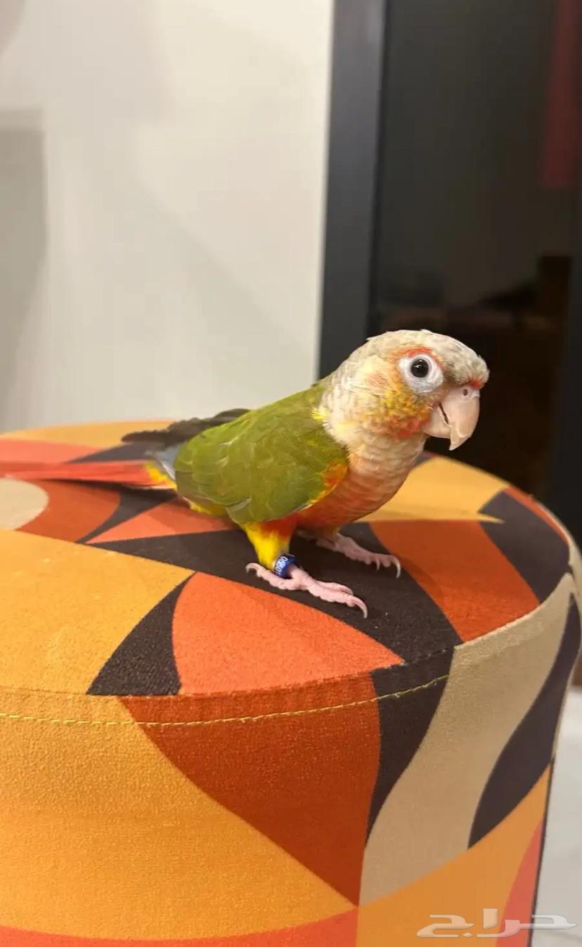 Pineapple kitten, very gentle and threatened with sale64534929226626112