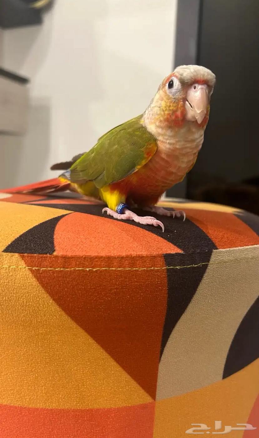 Pineapple kitten, very gentle and threatened with sale64534929226626114