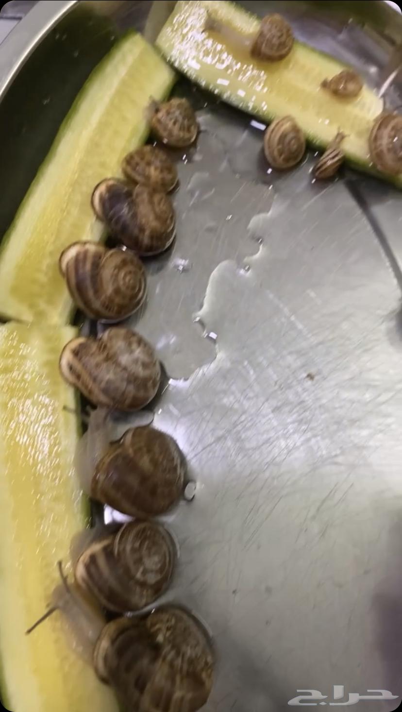 10 snails for sale for 5 riyals (all snails for five riyals)64533248268290111