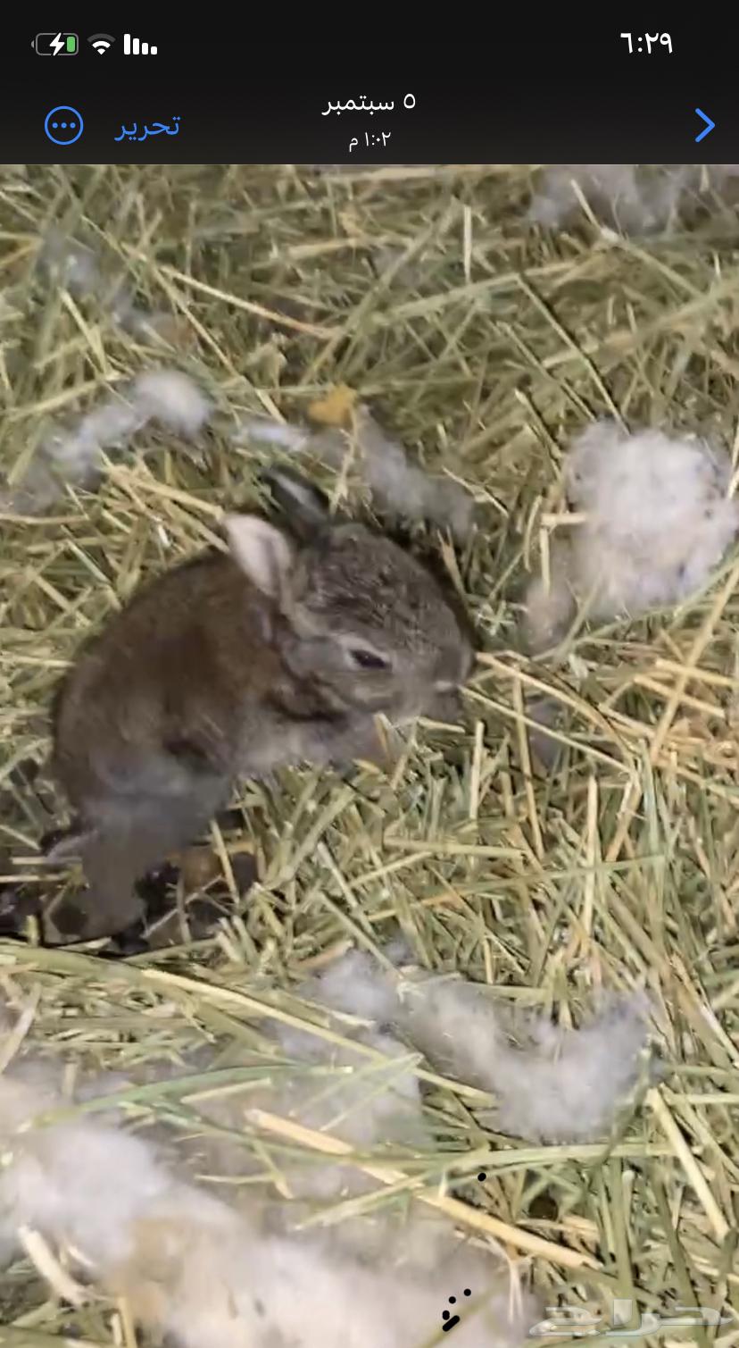 للبيع ارنب64528351308034110