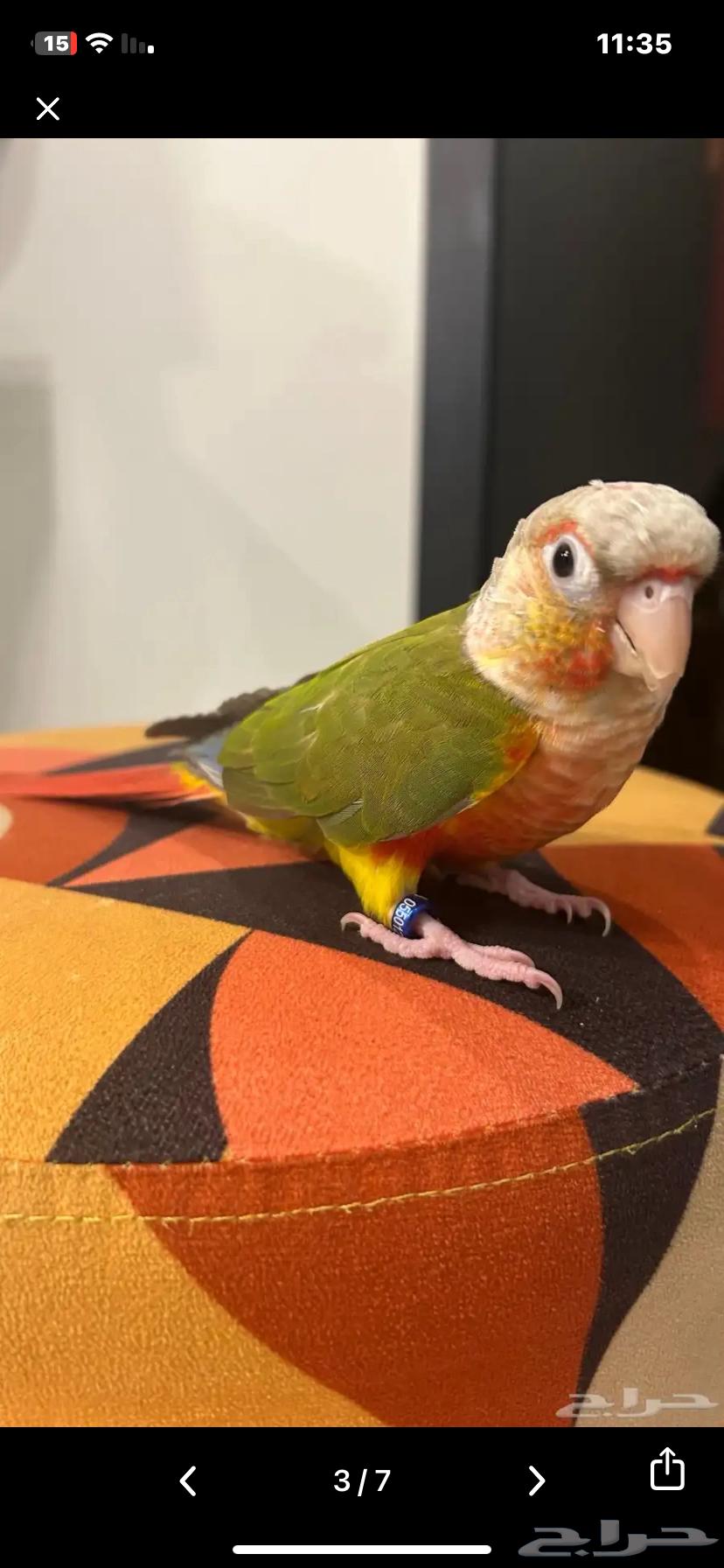 Pineapple kitten, very gentle and threatened with sale64534929226626110