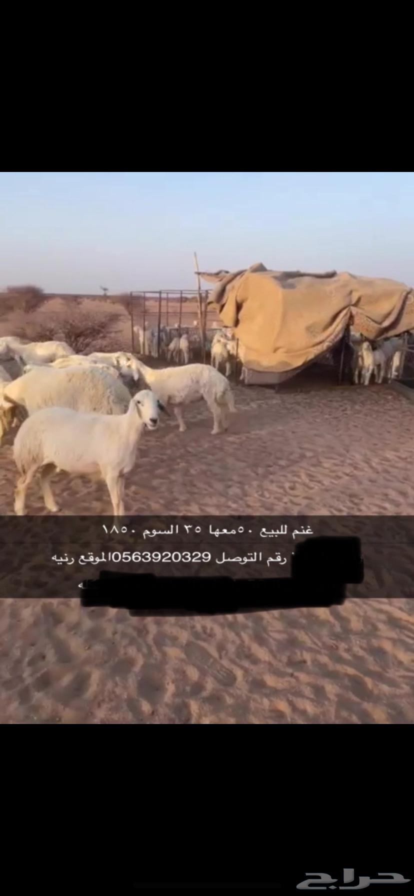 غنم خلفات للبيع64527734148225110