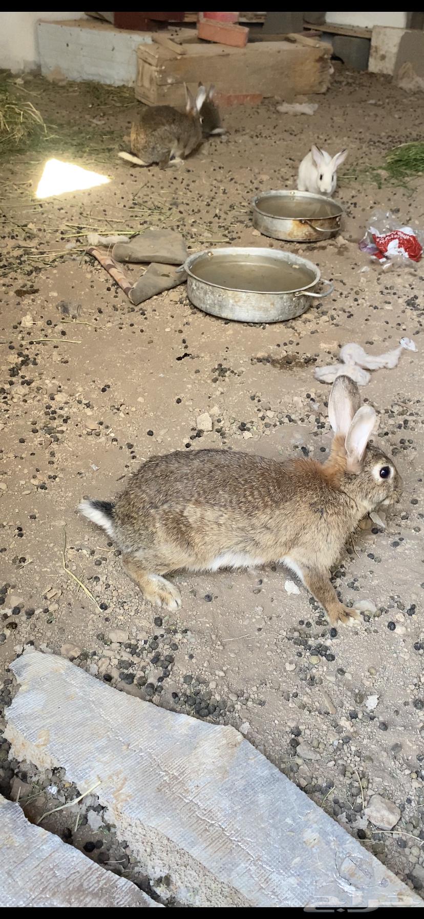 للبيع ارنب64528351308034113