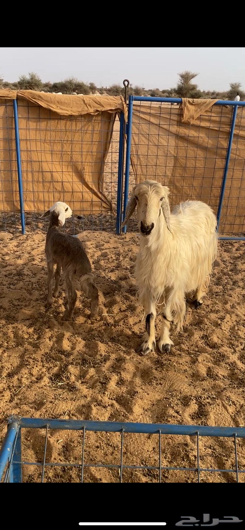 البيع خلفه عسيه سنها سديس تحتها بنتها عمرها شهر صنف64529292343938112