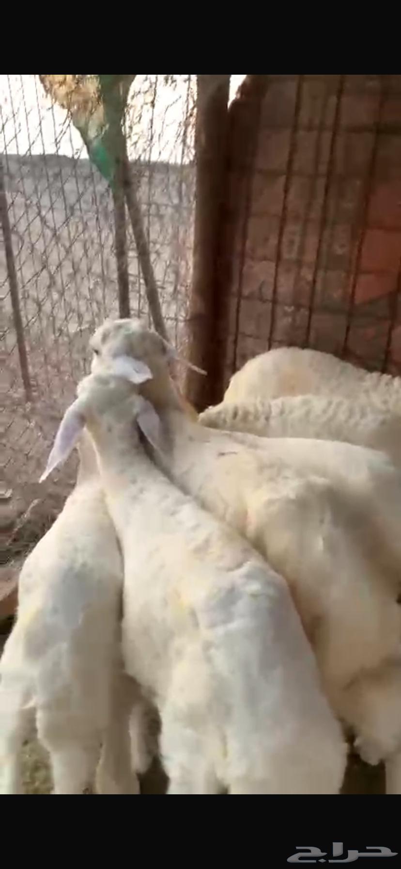 بهم للبيع طليان64530585831169110