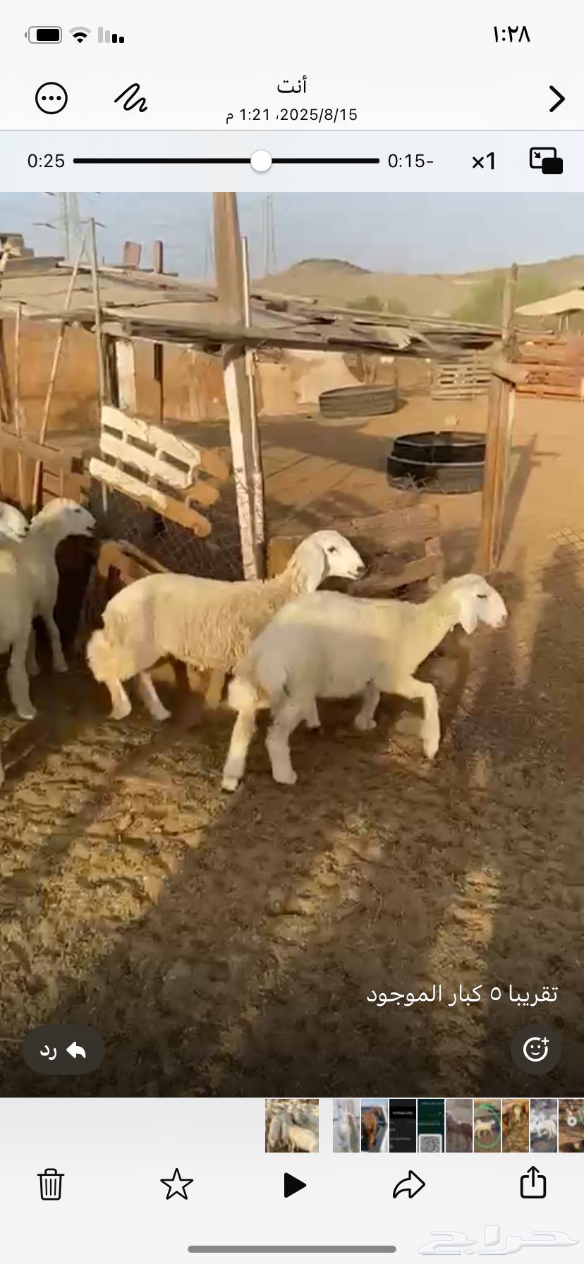 ذبايح حري و سواكني يوجد تقسيط تابي يوجد توصيل64530135324547113