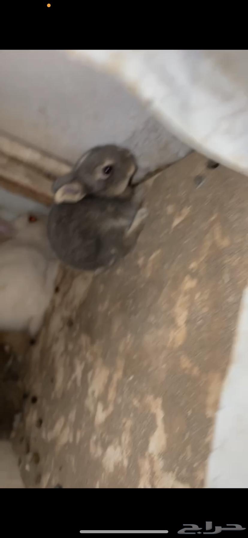 للبيع ارنب64528351308034112