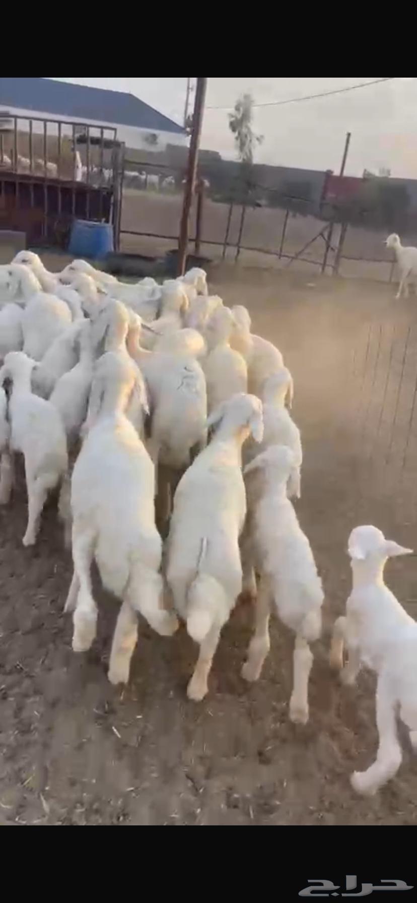 غنم خلفات للبيع64527734148225112