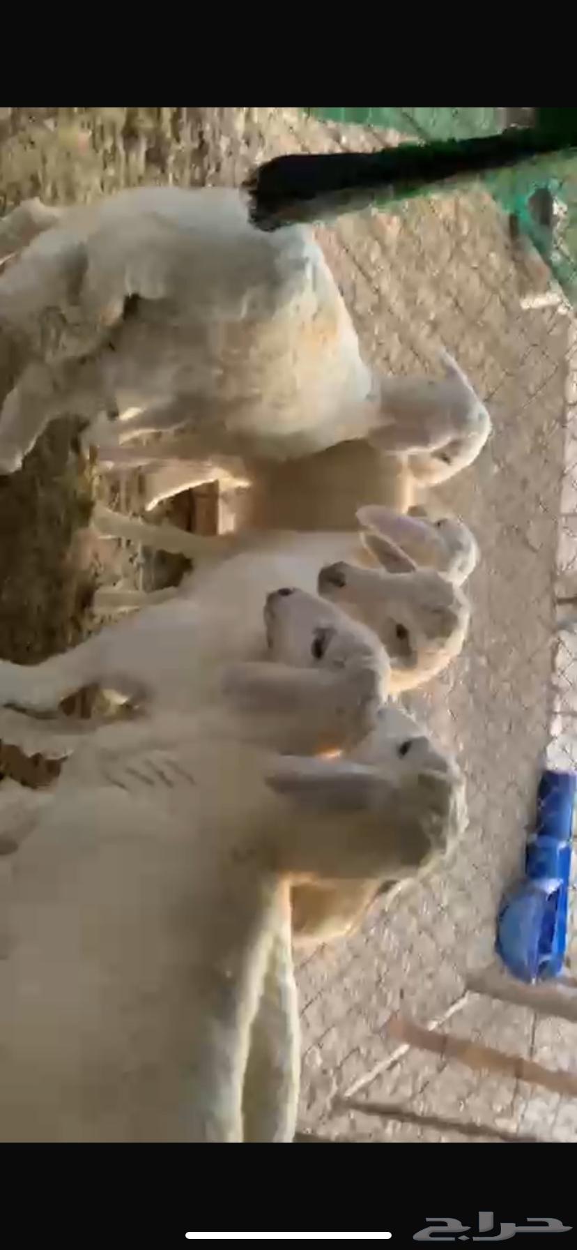 بهم للبيع طليان64530585831169112