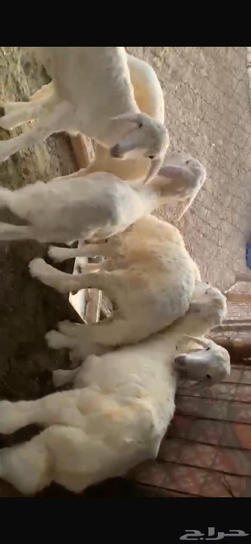 بهم للبيع طليان64530585831169113