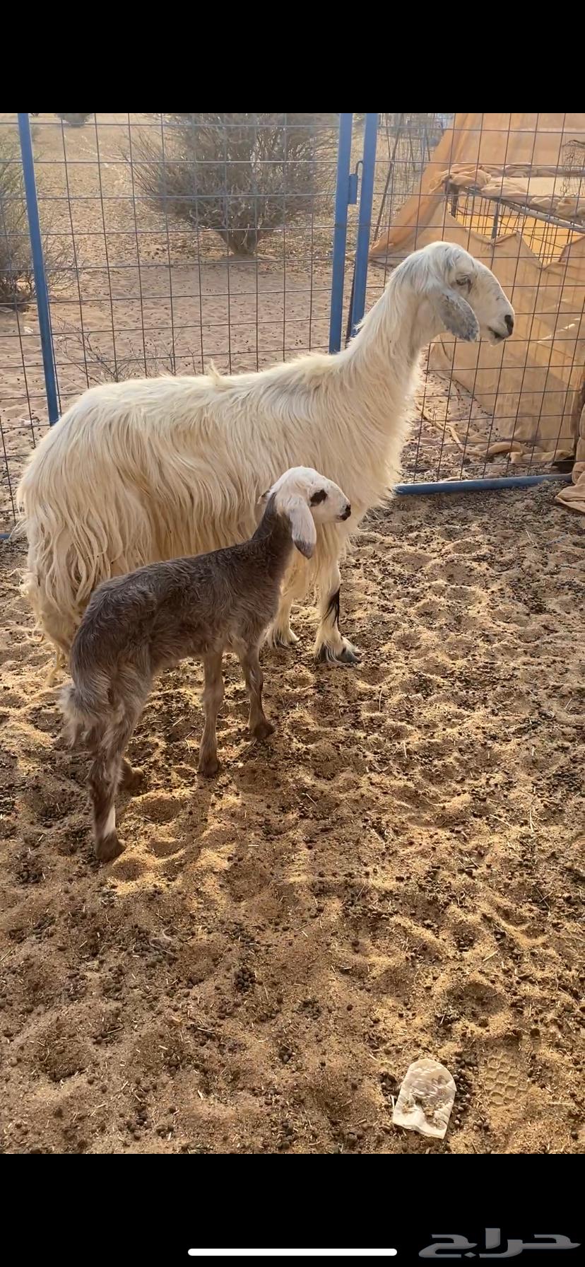 البيع خلفه عسيه سنها سديس تحتها بنتها عمرها شهر صنف64529292343938110