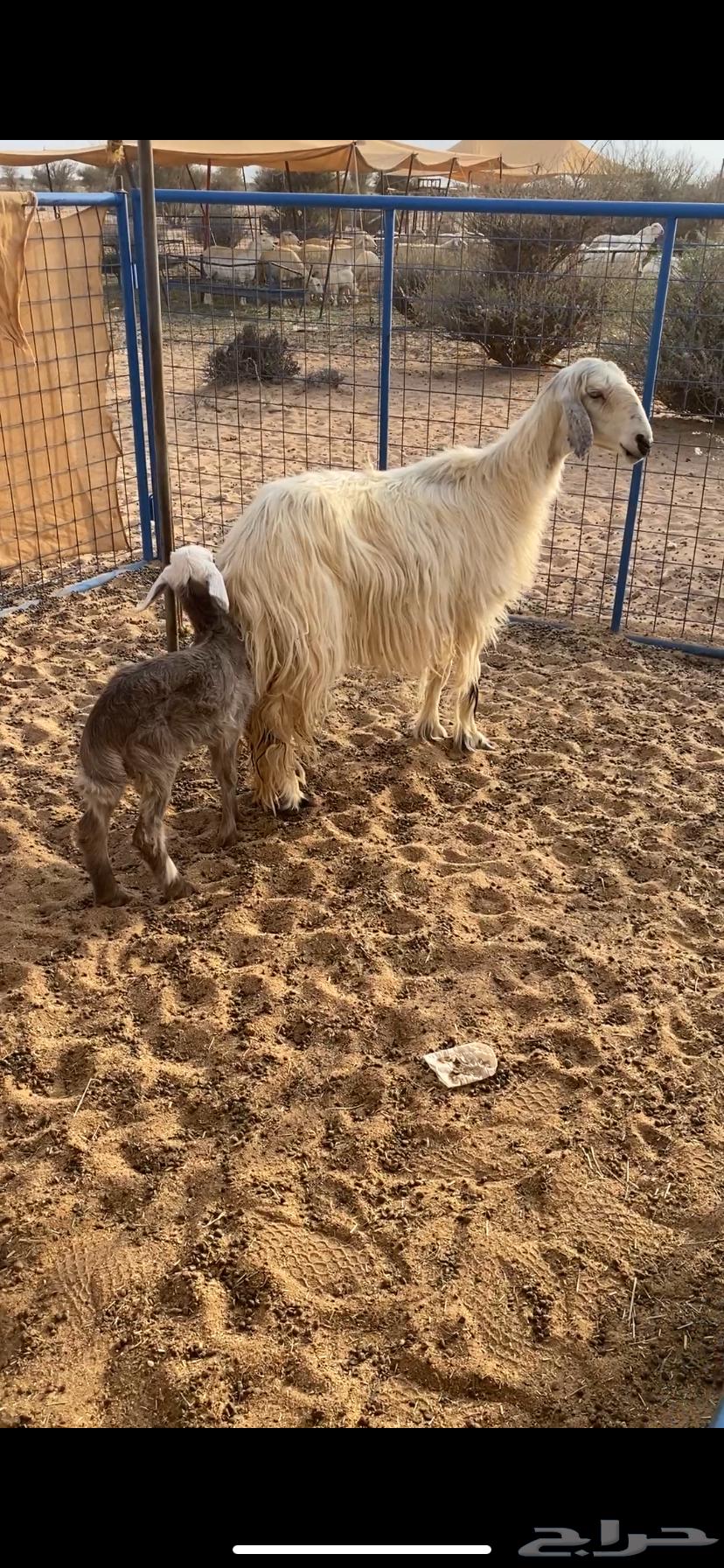 البيع خلفه عسيه سنها سديس تحتها بنتها عمرها شهر صنف64529292343938111